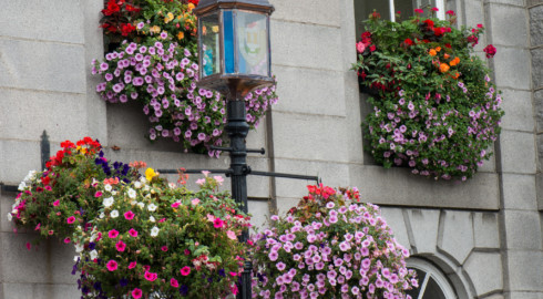 Inverurie hanging baskets.