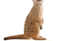 Meerkat360 Photography